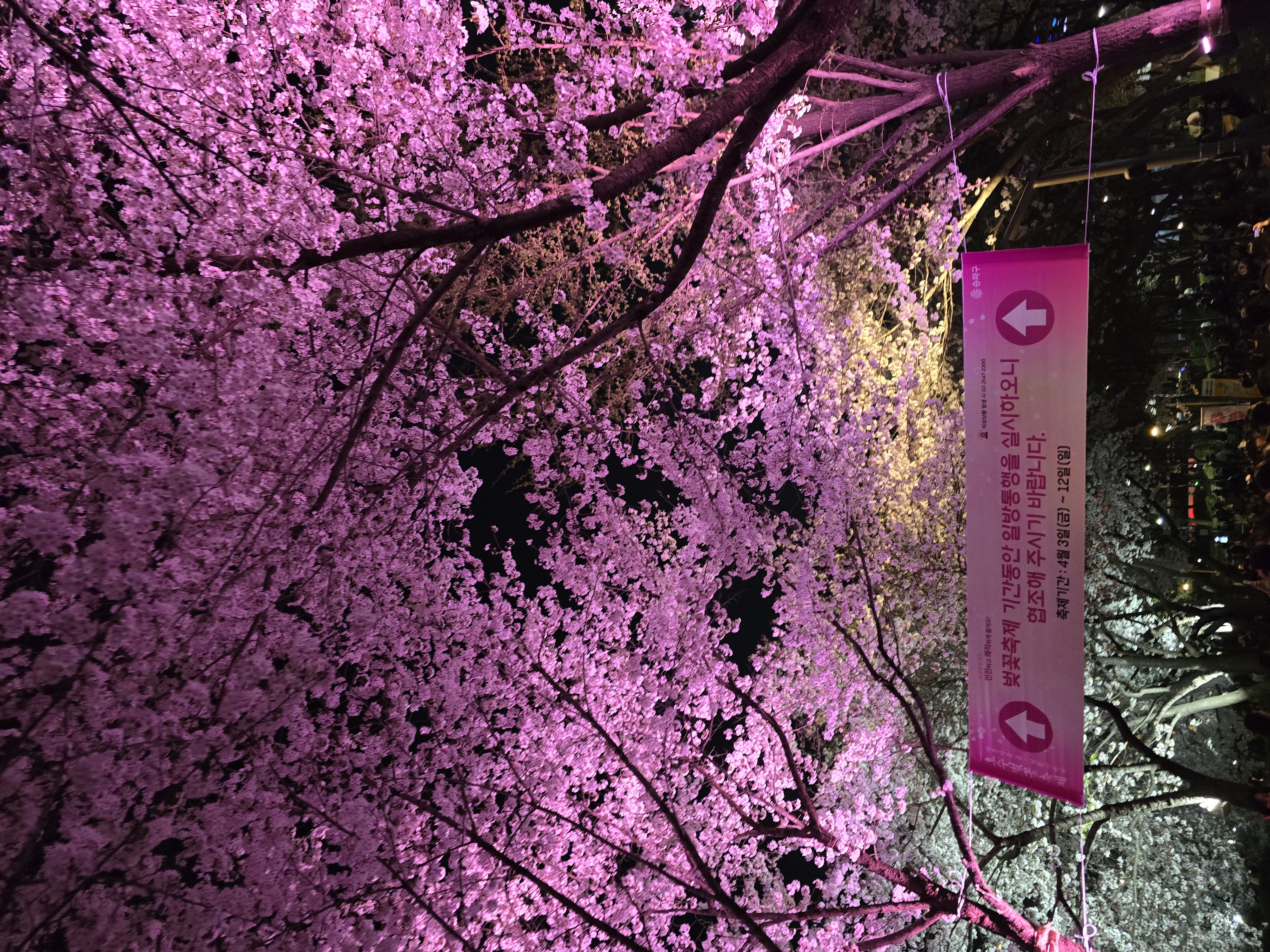 석촌호수-벚꽃-야경(20264.2.)-7-이미지