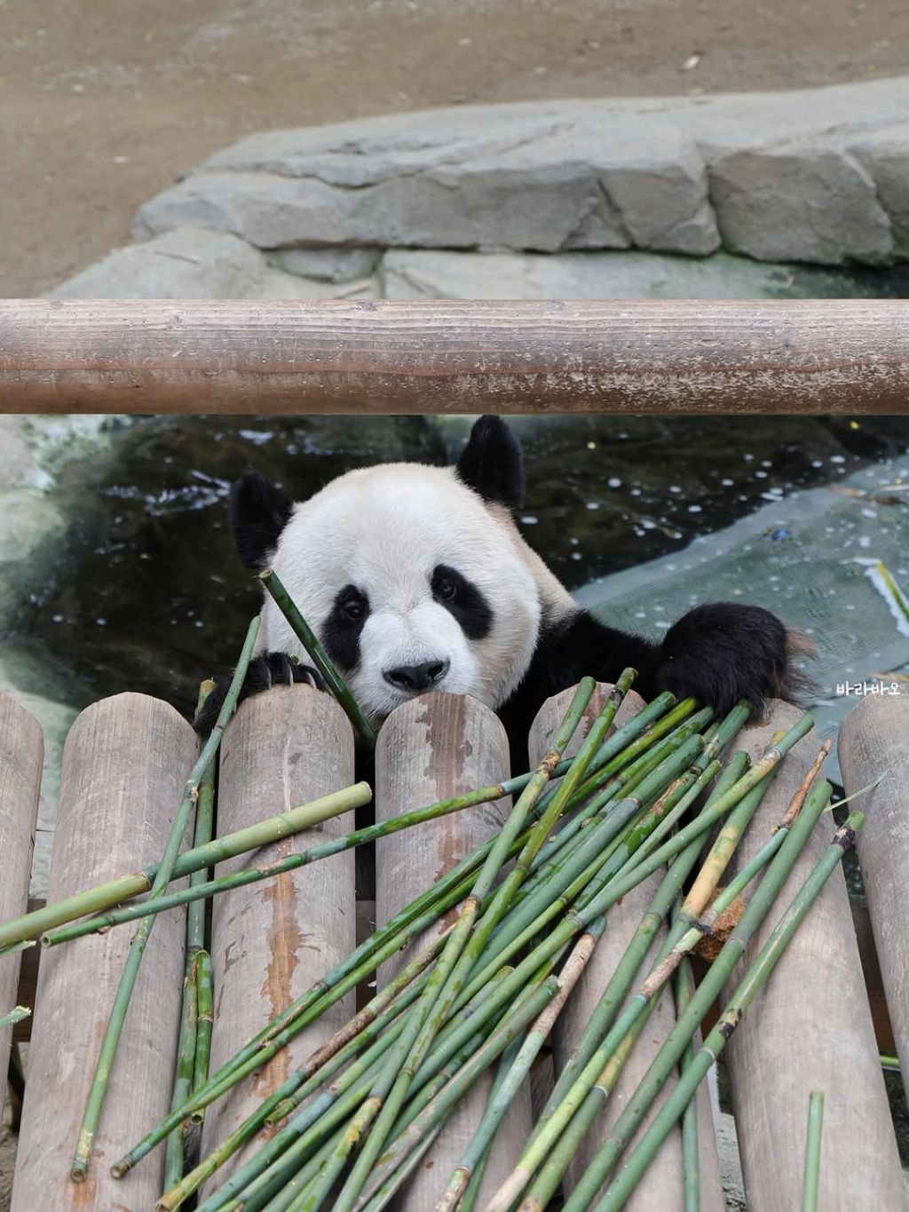 엉뚱한-러바오🐼ㅋㅋㅋㅋㅋ-0-이미지