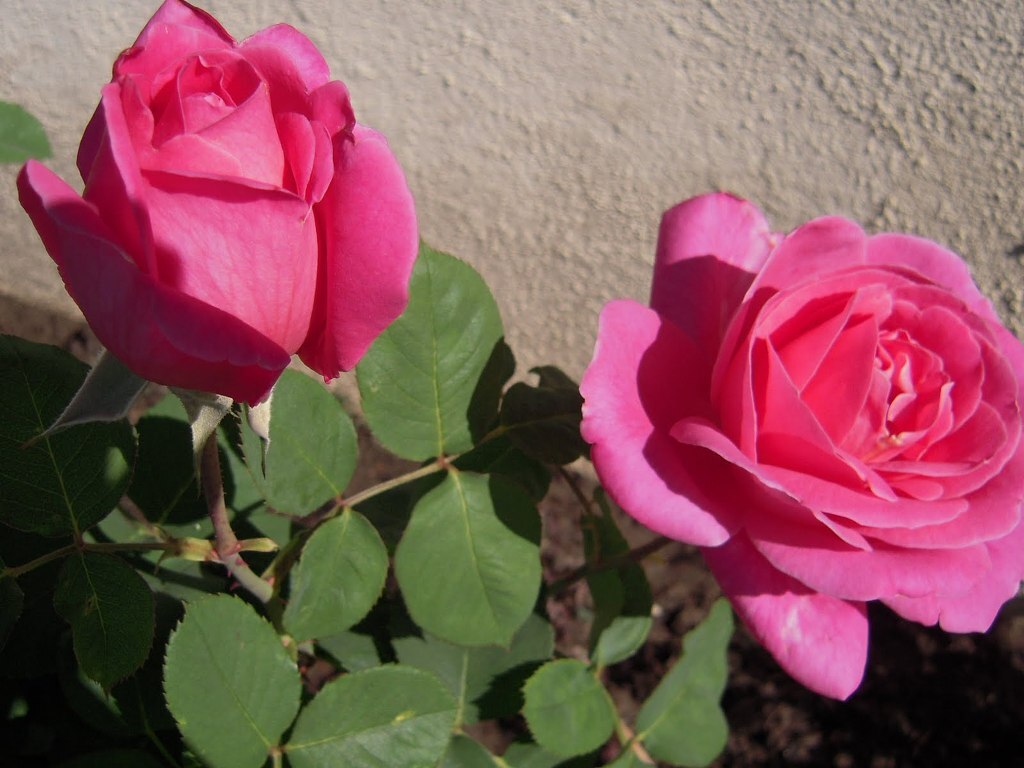 여러-장미의-종류들.jpg-19-이미지