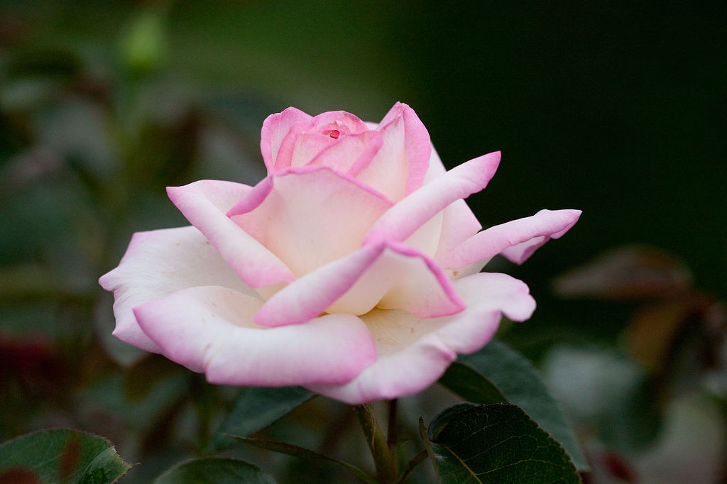 여러-장미의-종류들.jpg-16-이미지