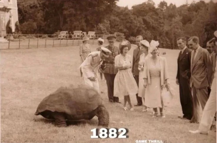 세계-최고령-육지동물-거북이-조나단-193세-사망-1-이미지