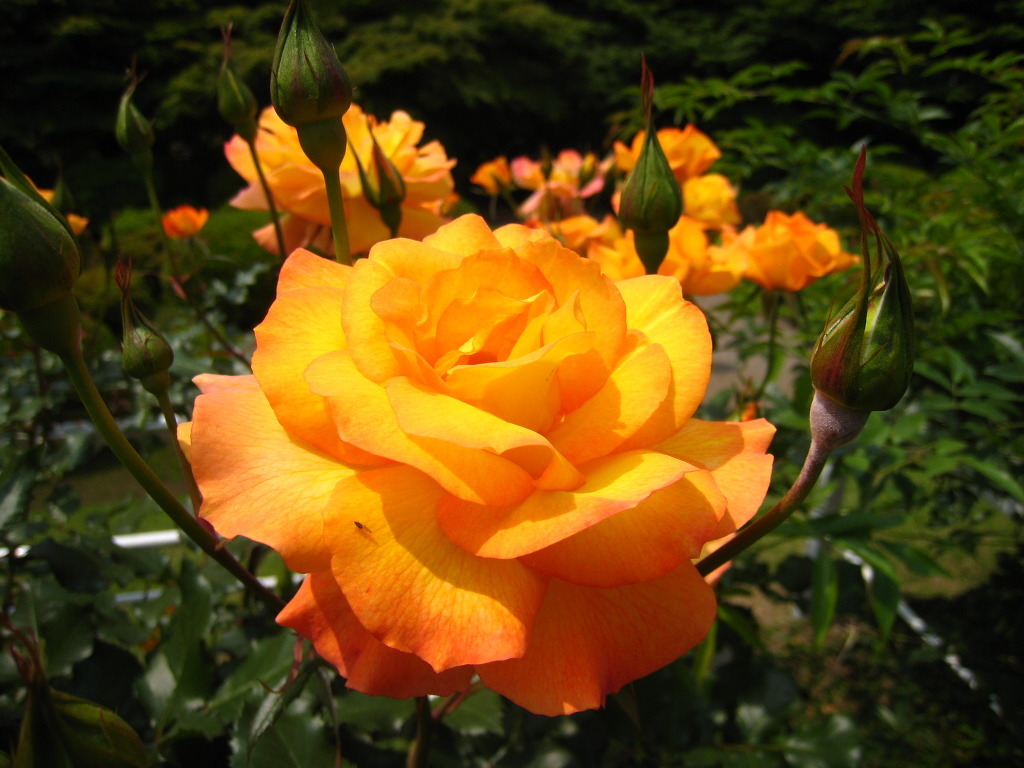 여러-장미의-종류들.jpg-0-이미지