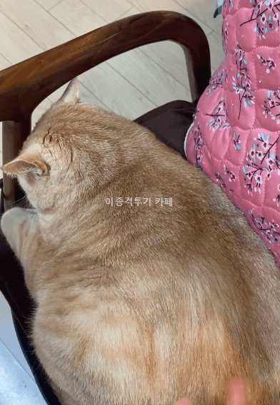 밥-먹는-집사-방해하는-고양이-1-이미지