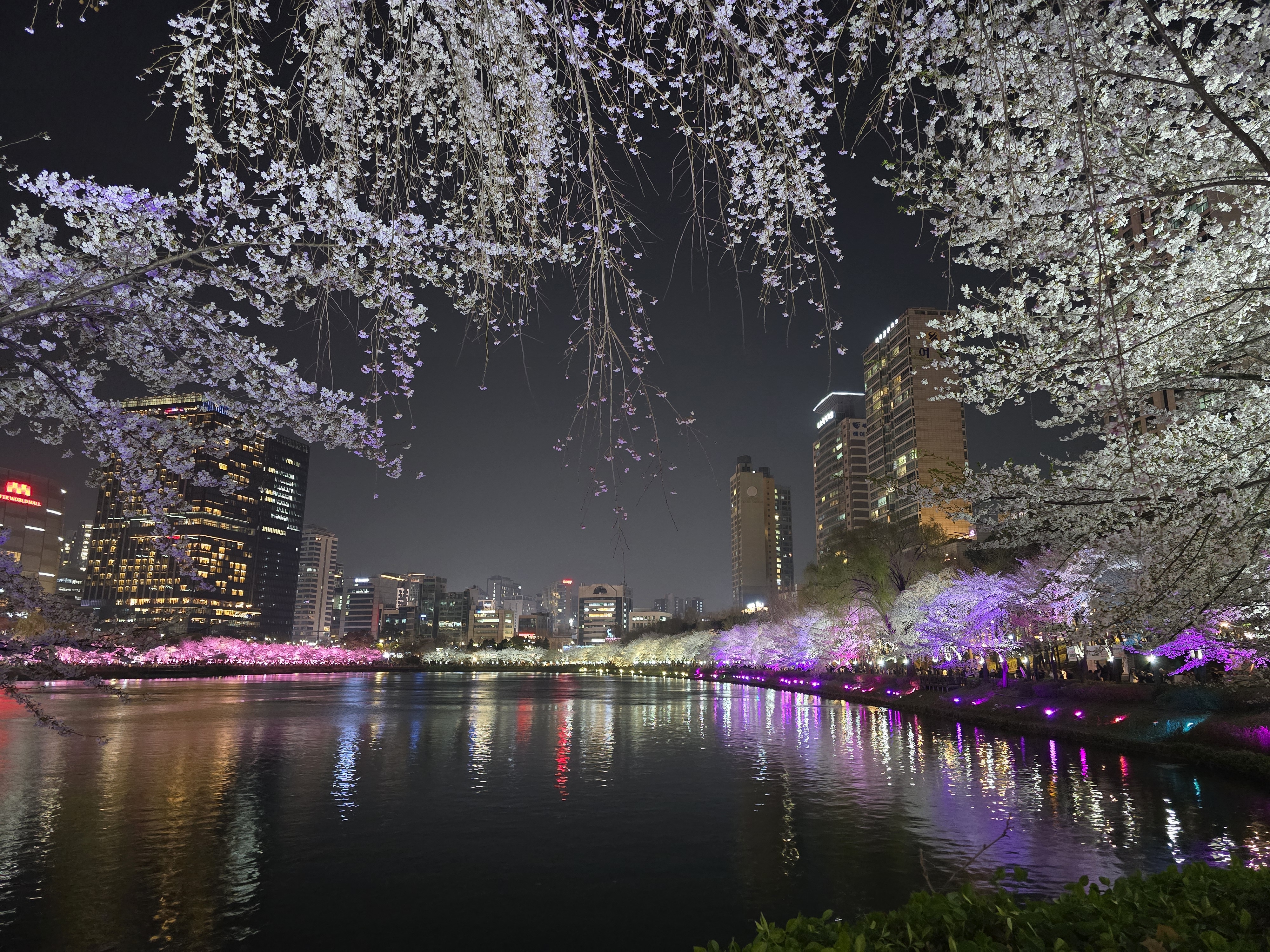 석촌호수-벚꽃-야경(20264.2.)-6-이미지