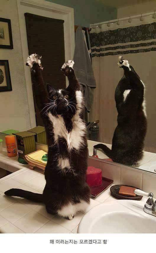 고양이가-포즈-취해서-사진-찍었더니-생긴-일...jpg-9-이미지