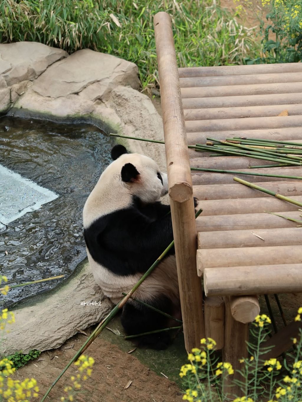 엉뚱한-러바오🐼ㅋㅋㅋㅋㅋ-4-이미지