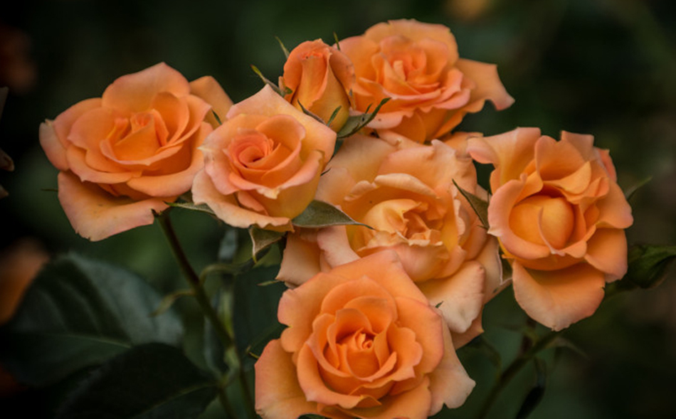 여러-장미의-종류들.jpg-32-이미지