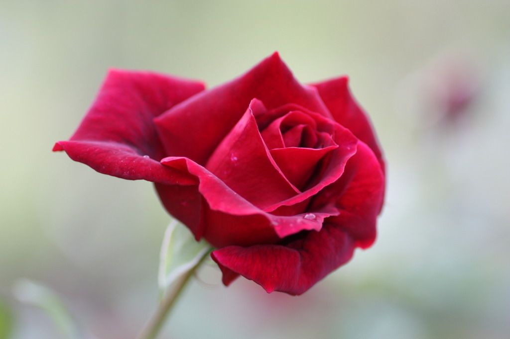 여러-장미의-종류들.jpg-24-이미지