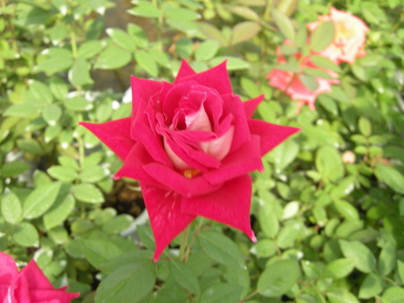 여러-장미의-종류들.jpg-20-이미지