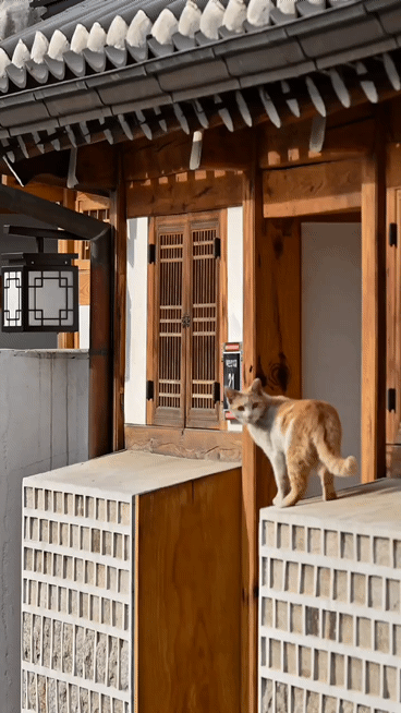 대만-관광객이-북촌에서-찍은-찰나의-순간-1-이미지