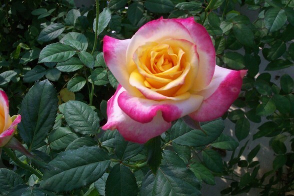 여러-장미의-종류들.jpg-6-이미지