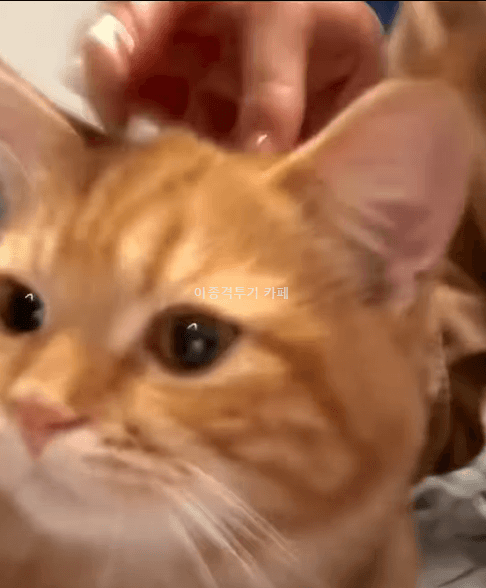 쓰담쓰담-좋아하는-고양이-0-이미지