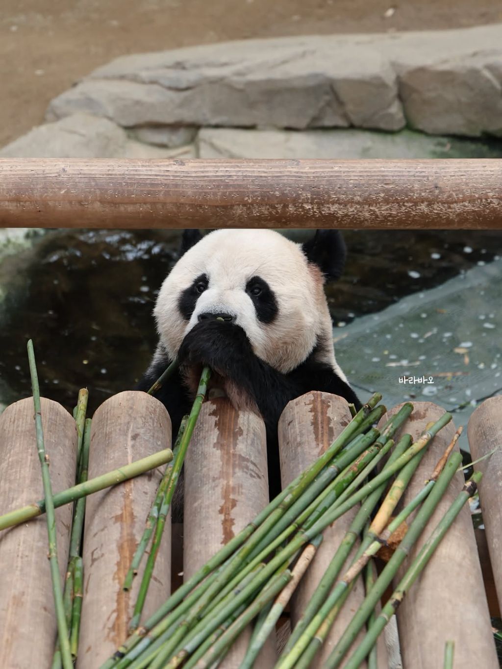 엉뚱한-러바오🐼ㅋㅋㅋㅋㅋ-2-이미지