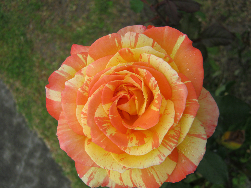 여러-장미의-종류들.jpg-30-이미지