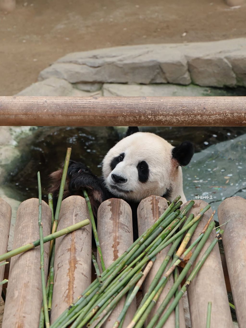 엉뚱한-러바오🐼ㅋㅋㅋㅋㅋ-1-이미지