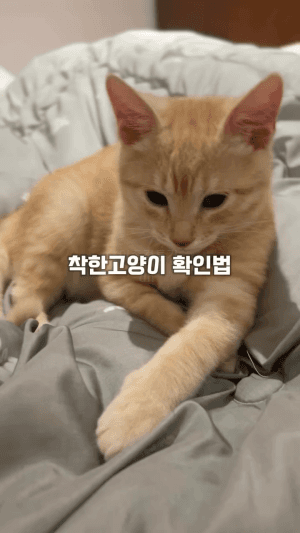 착한-고양이-확인법.gif-0-이미지