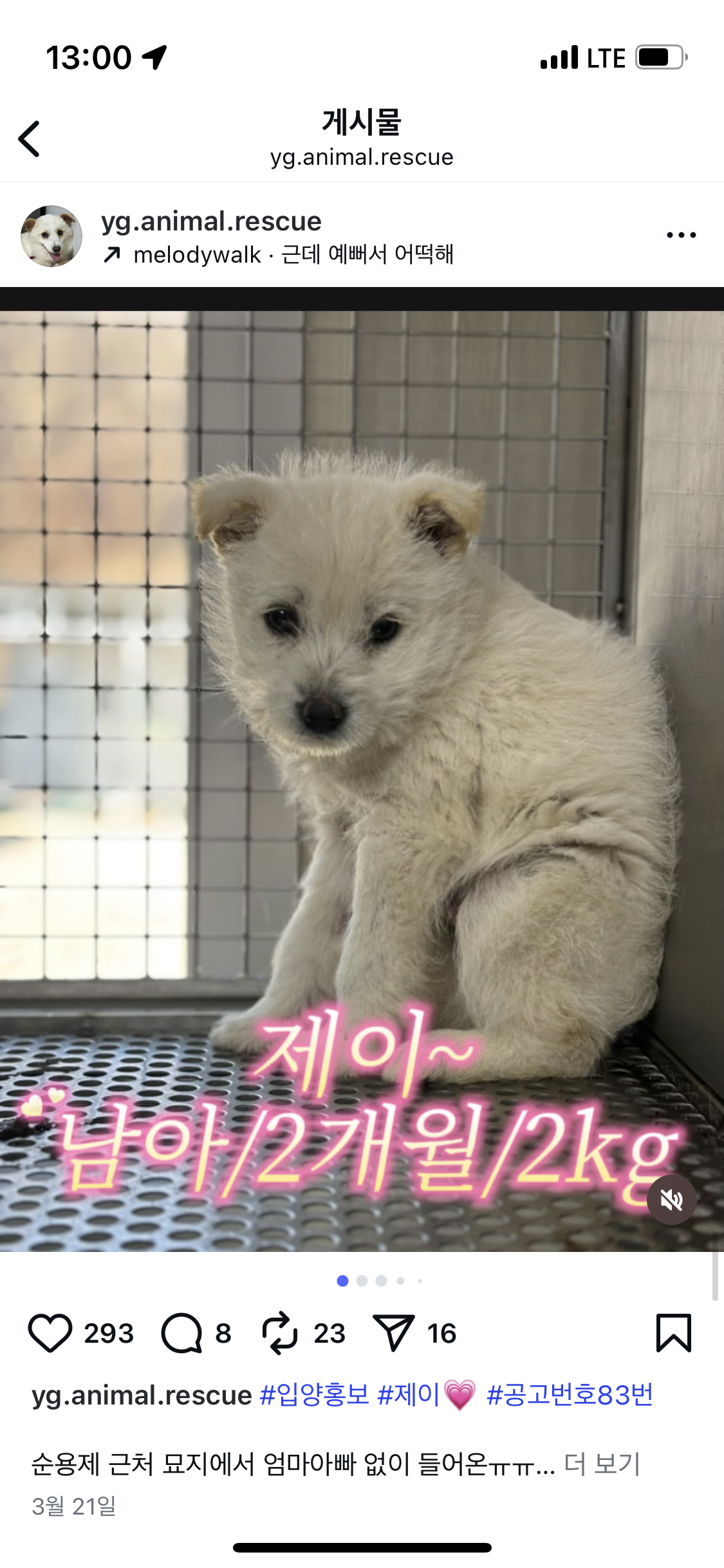 강쥐-입양-관심-있으면-이-친구-함-봐주ㅜ-0-이미지