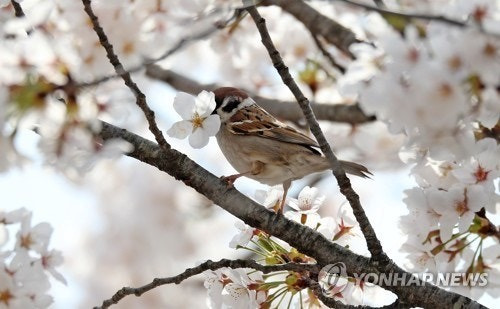 바닥에-떨어진-벚꽃의-비밀-알려줄까?-4-이미지