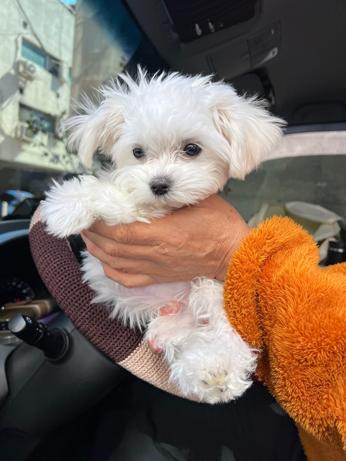 물건실으러온-화물차-기사님-옆구리에-있던-4개월-강아지-0-이미지