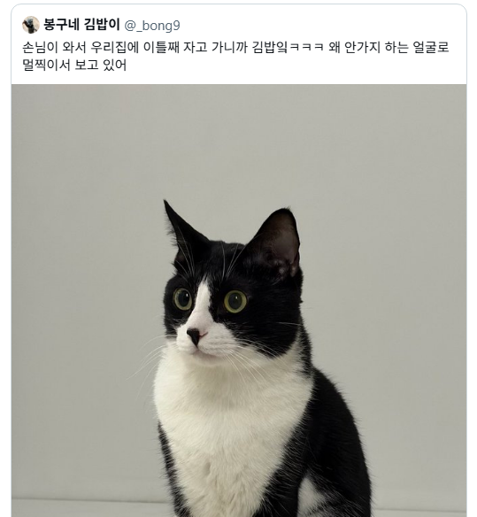 낯선-인간이-집에서-안나가서-왜-안가지하는-고양이-3-이미지