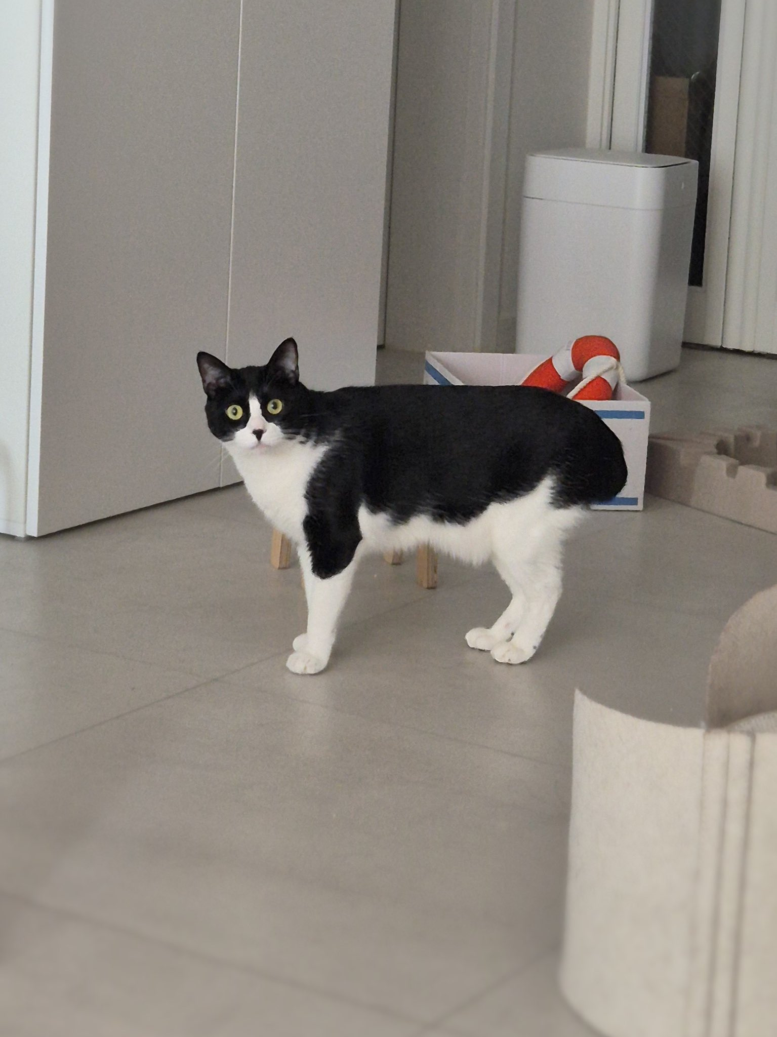 낯선-인간이-집에서-안나가서-왜-안가지하는-고양이-1-이미지