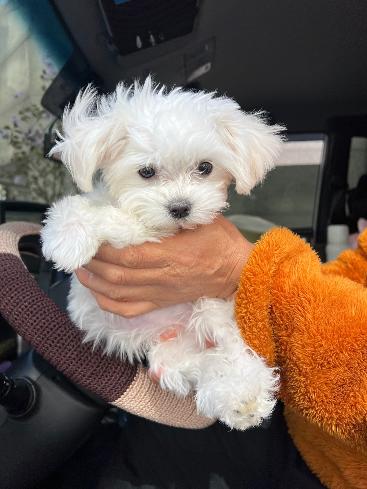 물건실으러온-화물차-기사님-옆구리에-있던-4개월-강아지-1-이미지