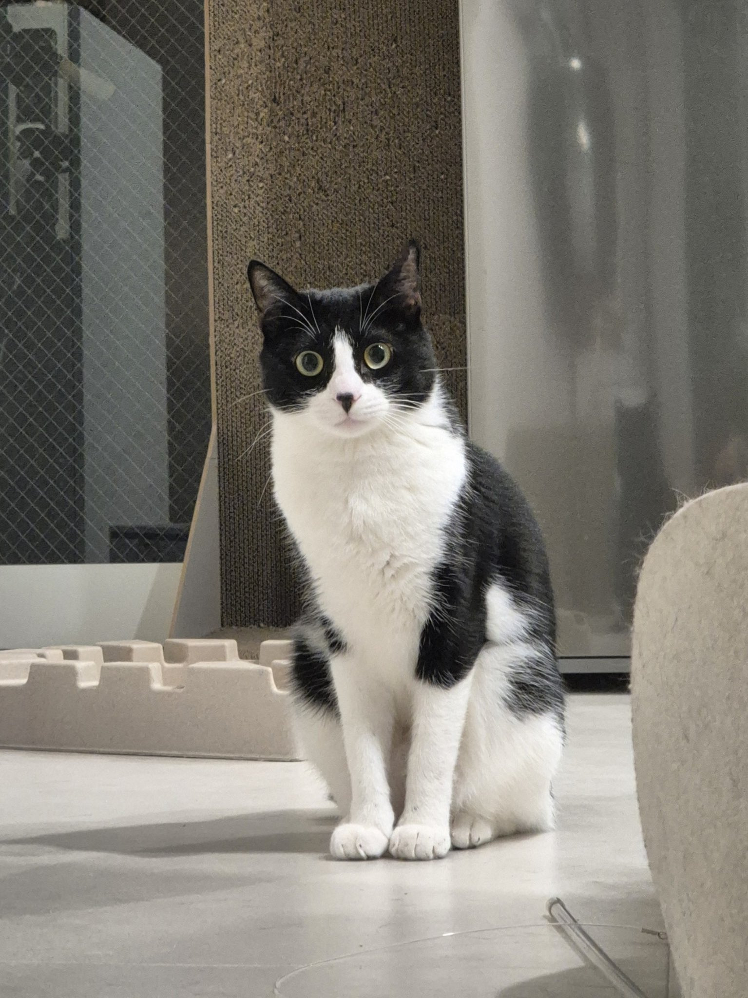 낯선-인간이-집에서-안나가서-왜-안가지하는-고양이-2-이미지