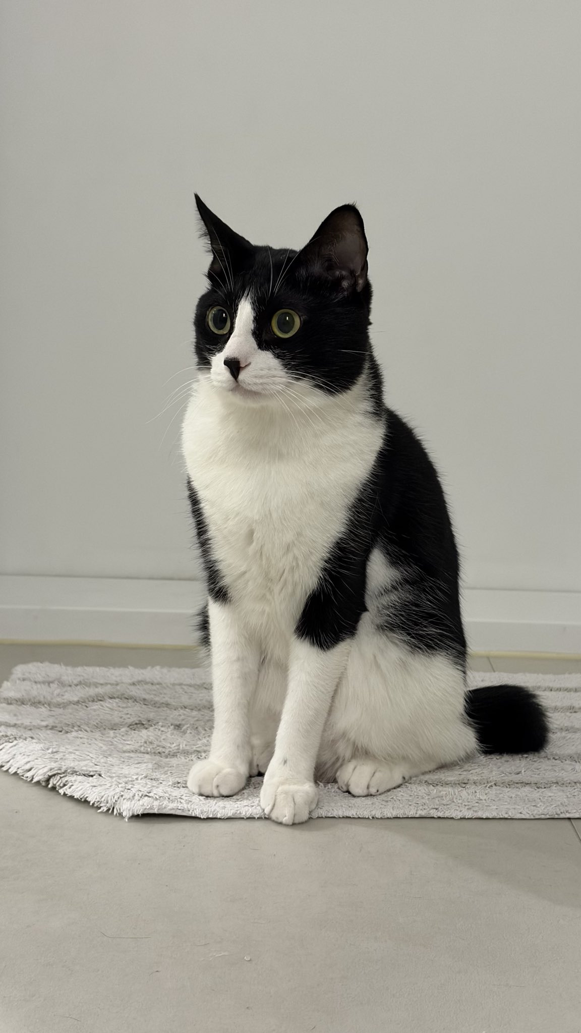 낯선-인간이-집에서-안나가서-왜-안가지하는-고양이-0-이미지