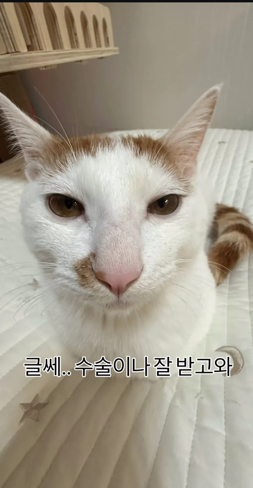 형아!-나-드디어-눈-기증-받게-됐대!-3-이미지