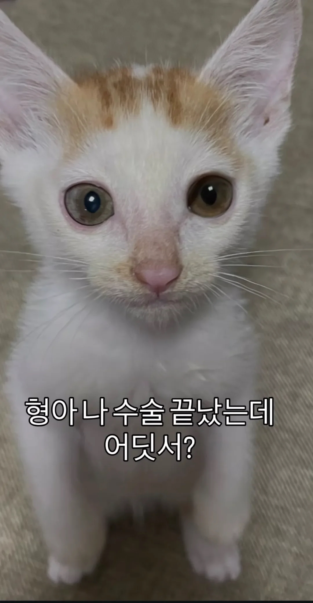 형아!-나-드디어-눈-기증-받게-됐대!-5-이미지