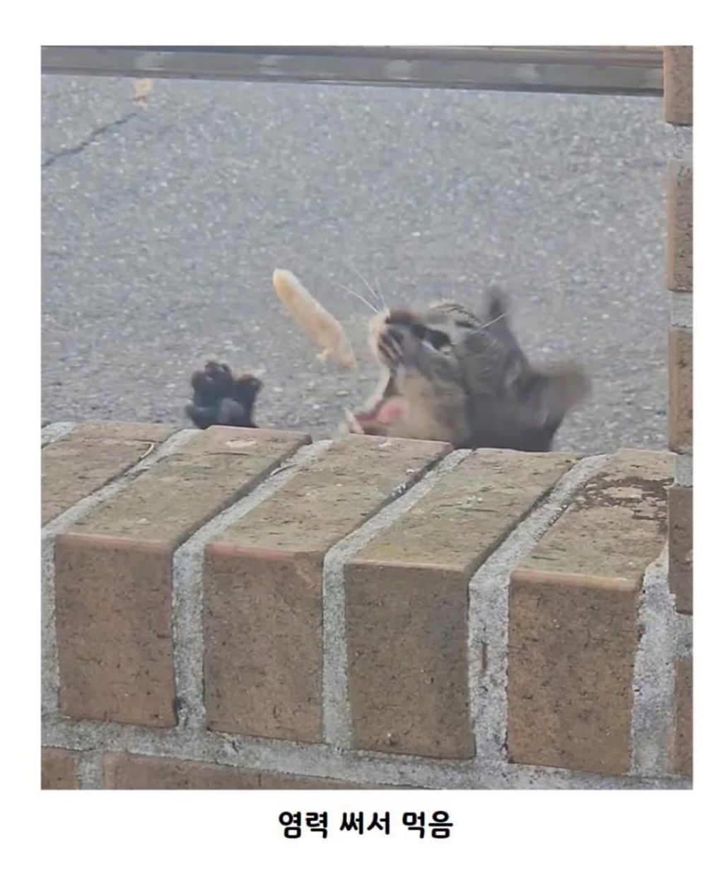 가게-앞에-처음-보는-고양이가-있어서-간식줬는데,,-5-이미지