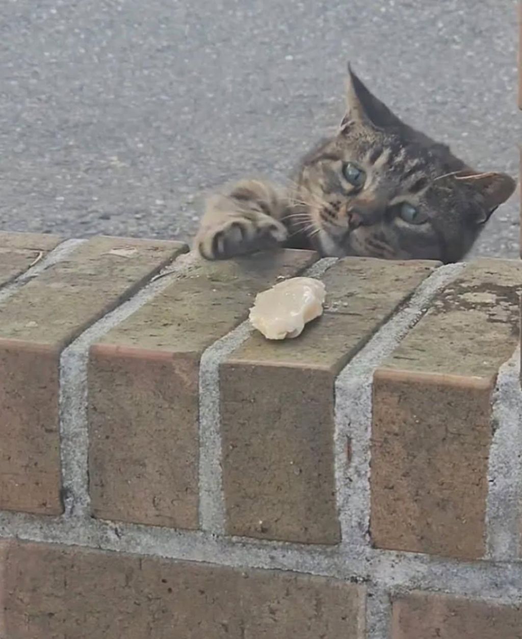 가게-앞에-처음-보는-고양이가-있어서-간식줬는데,,-2-이미지