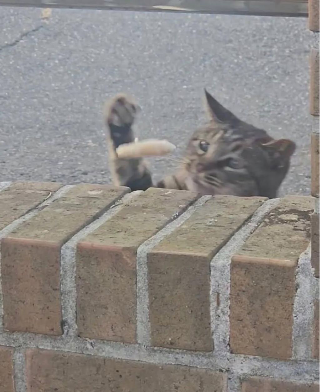 가게-앞에-처음-보는-고양이가-있어서-간식줬는데,,-4-이미지