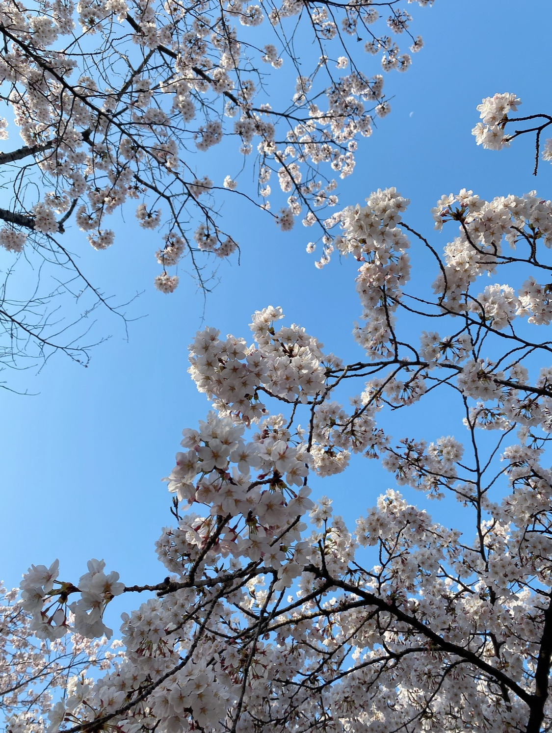 바닥에-떨어진-벚꽃의-비밀-알려줄까?-0-이미지