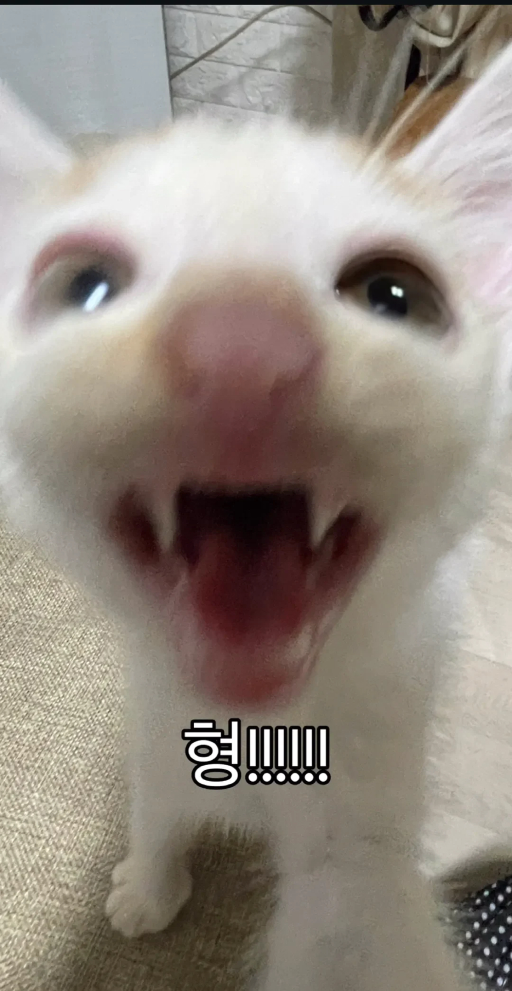 형아!-나-드디어-눈-기증-받게-됐대!-7-이미지