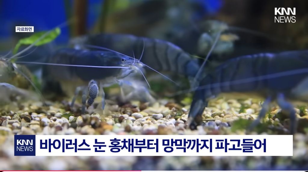 최근-확산중인-"중국발-미스테리-눈병"-3-이미지