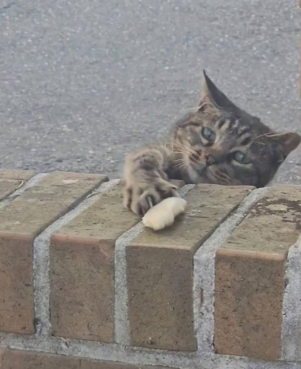 가게-앞에-처음-보는-고양이가-있어서-간식줬는데,,-3-이미지