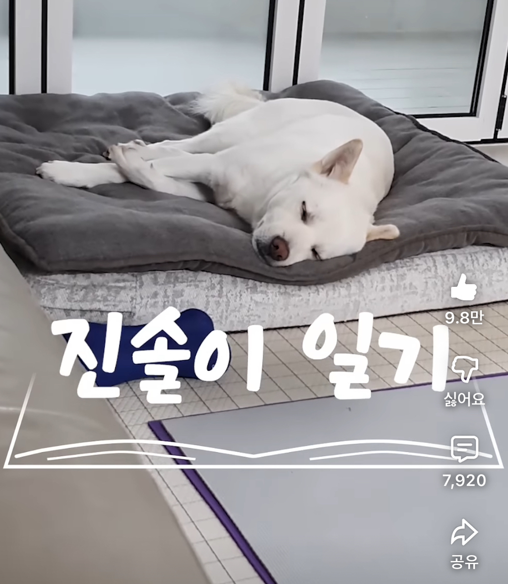 5년만에-근황-업데이트된-강아지-유튜브-진솔쓰-0-이미지