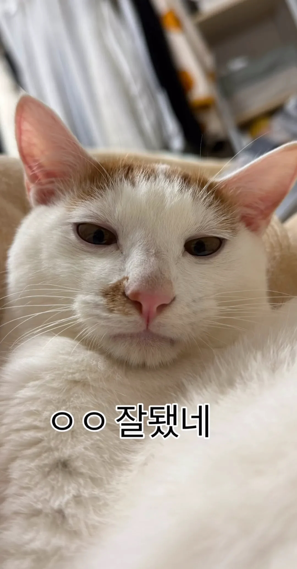 형아!-나-드디어-눈-기증-받게-됐대!-1-이미지