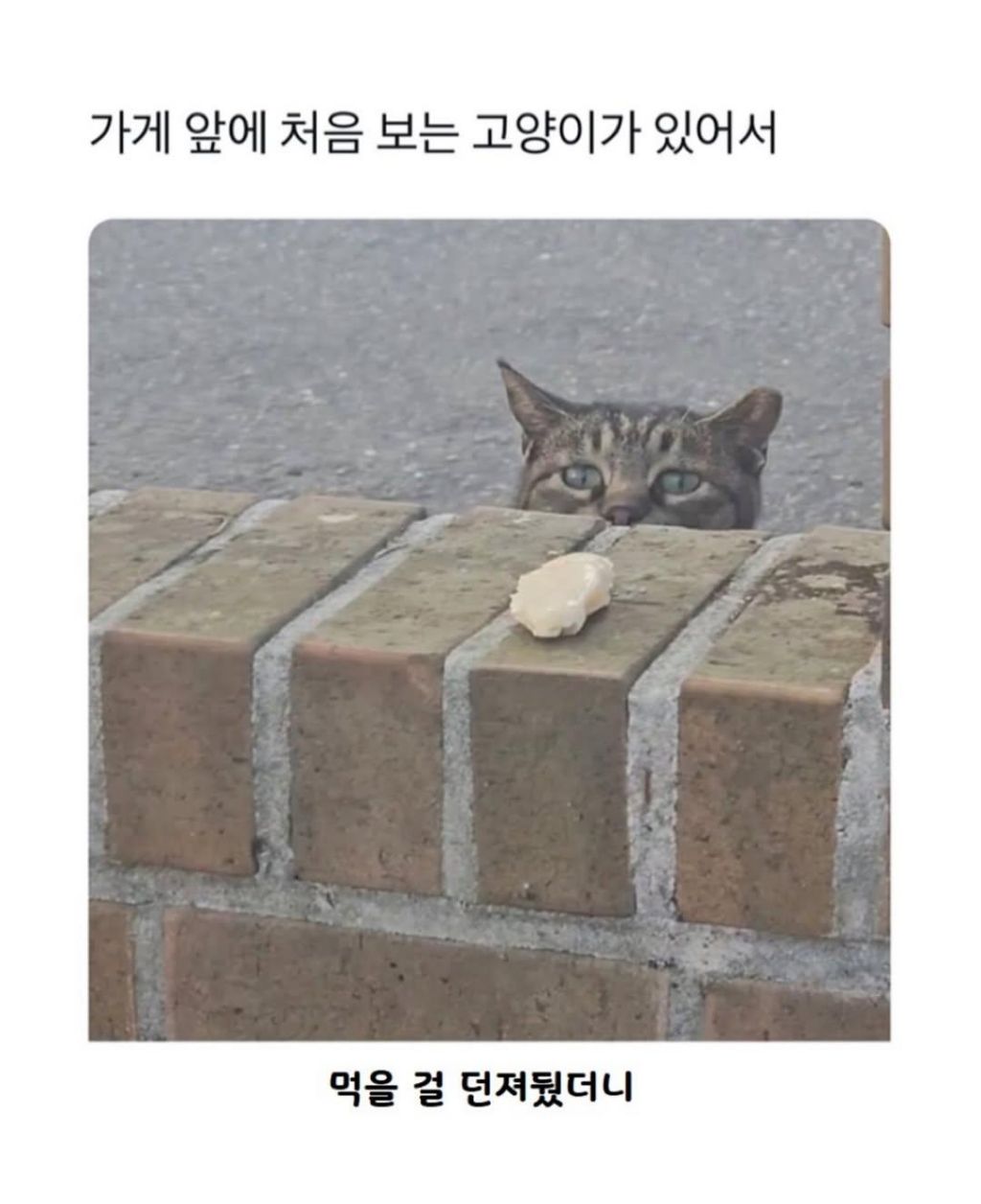 가게-앞에-처음-보는-고양이가-있어서-간식줬는데,,-1-이미지