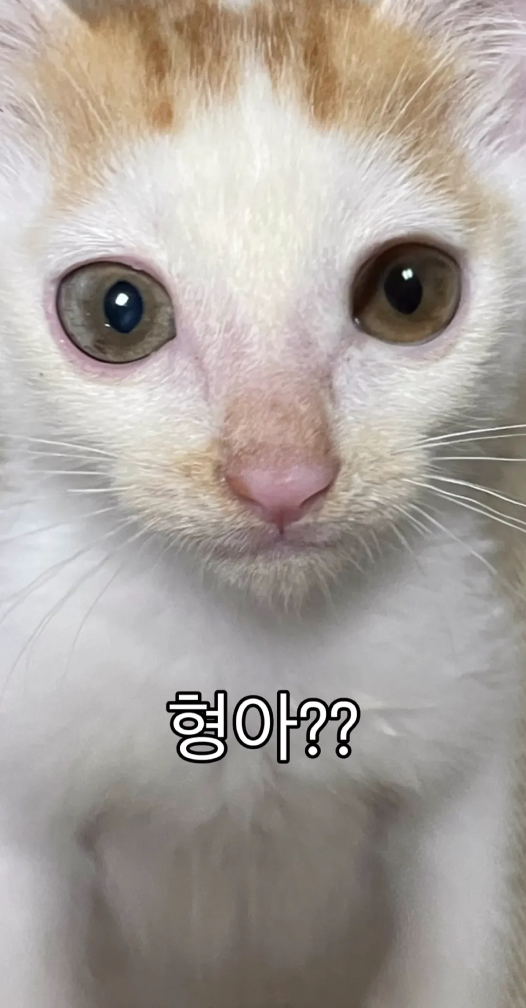 형아!-나-드디어-눈-기증-받게-됐대!-6-이미지