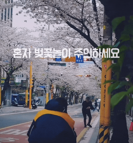 혼자-벚꽃놀이-주의하세요-0-이미지