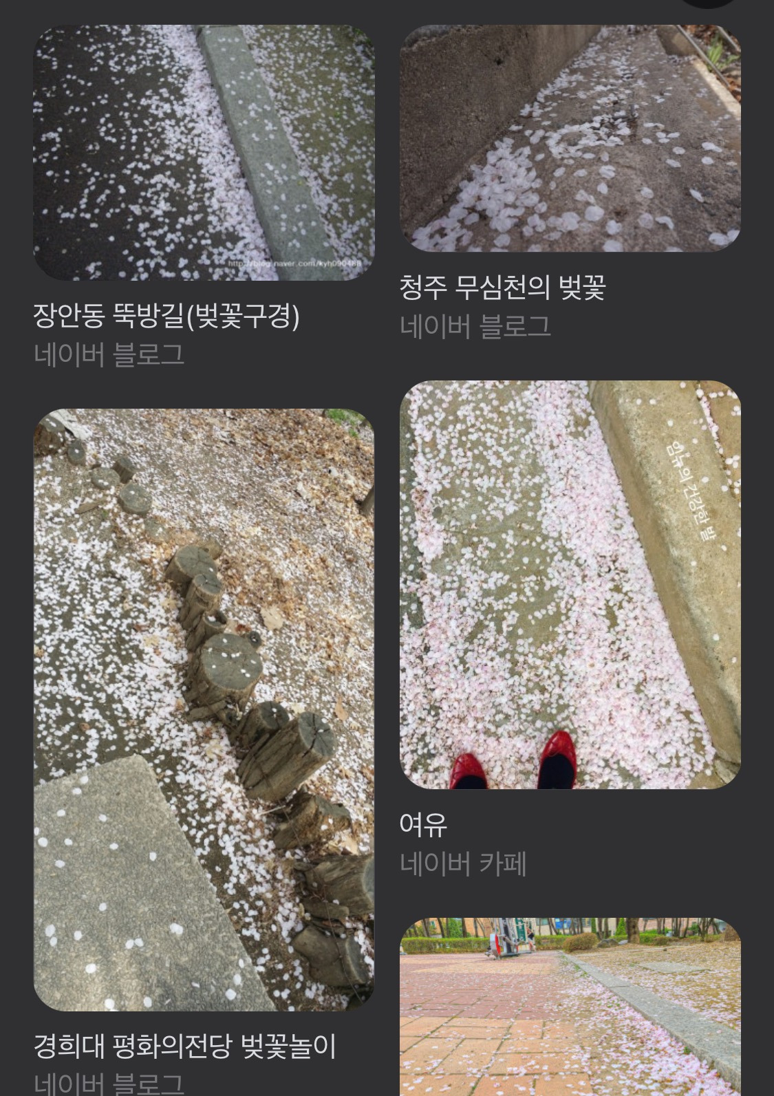 바닥에-떨어진-벚꽃의-비밀-알려줄까?-1-이미지