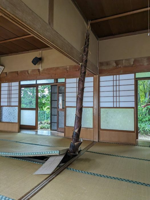 며칠-집-비웠더니-난리남ㄷㄷㄷ-0-이미지