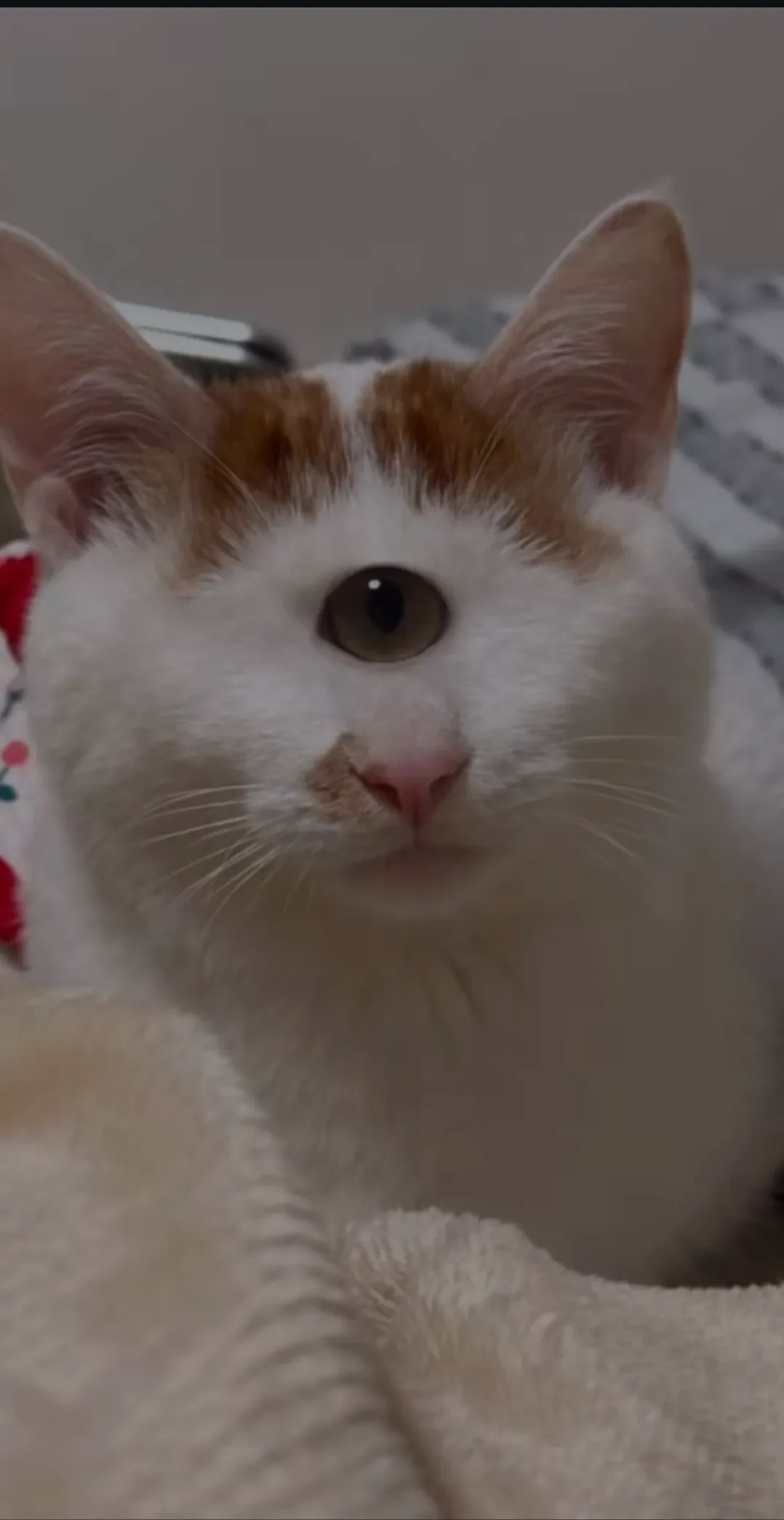 형아!-나-드디어-눈-기증-받게-됐대!-8-이미지