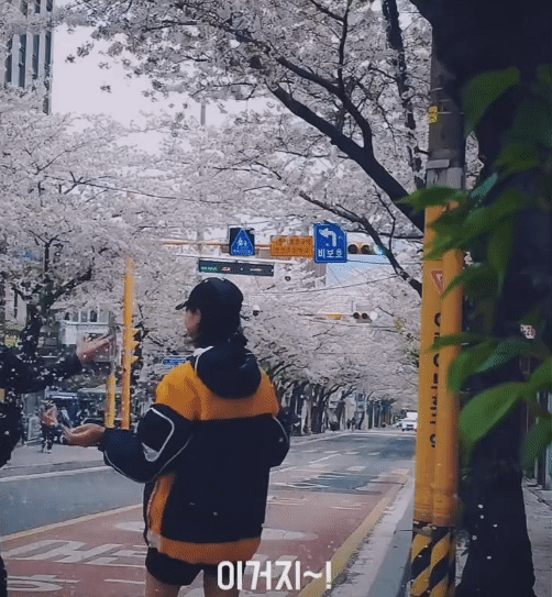 혼자-벚꽃놀이-주의하세요-4-이미지