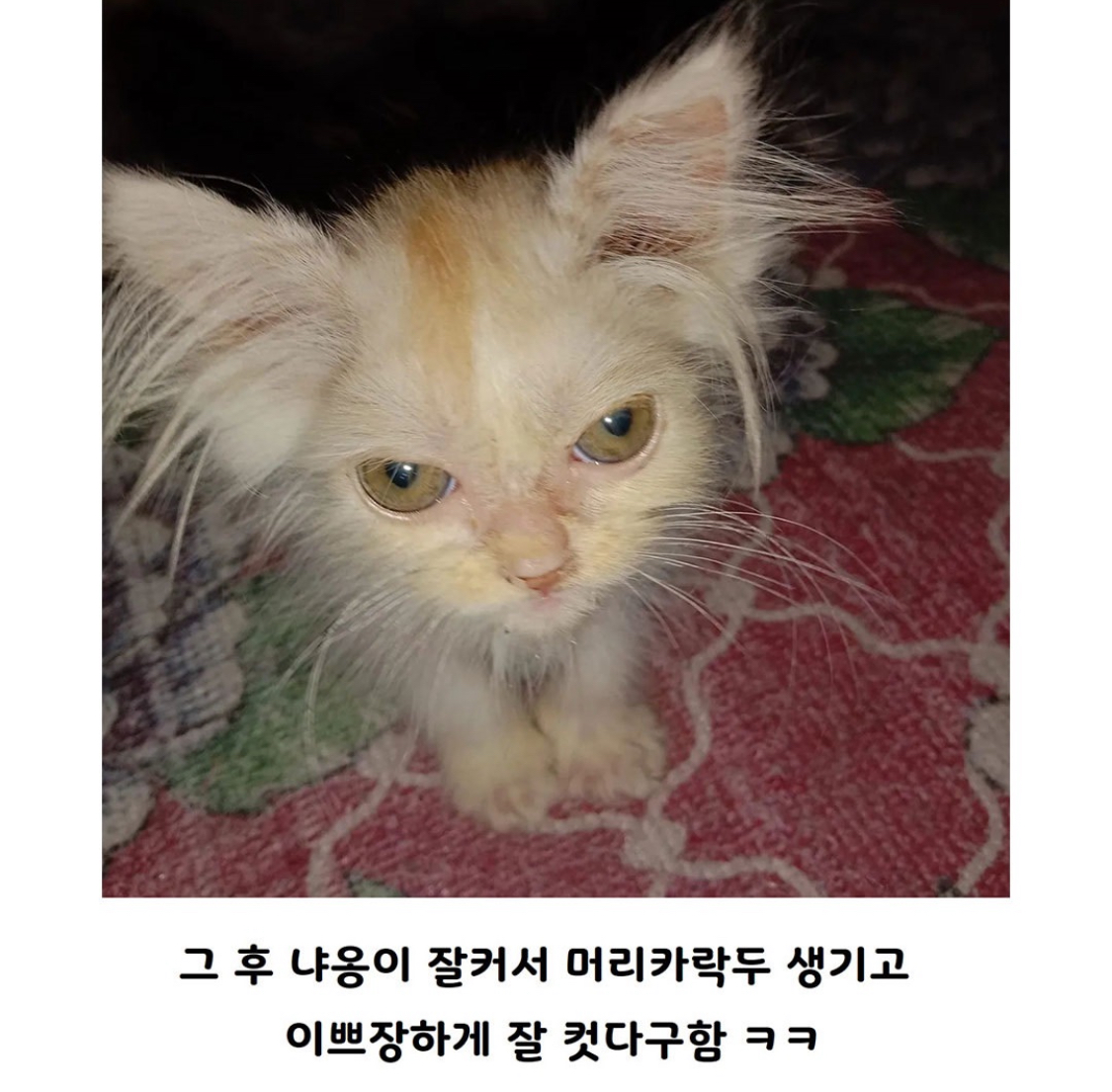 미국-어느-가정집에-도둑이-들었는데-3-이미지