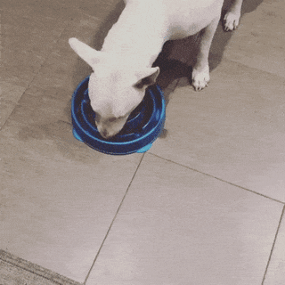 반려동물-급체-방지용-사료그릇-0-이미지