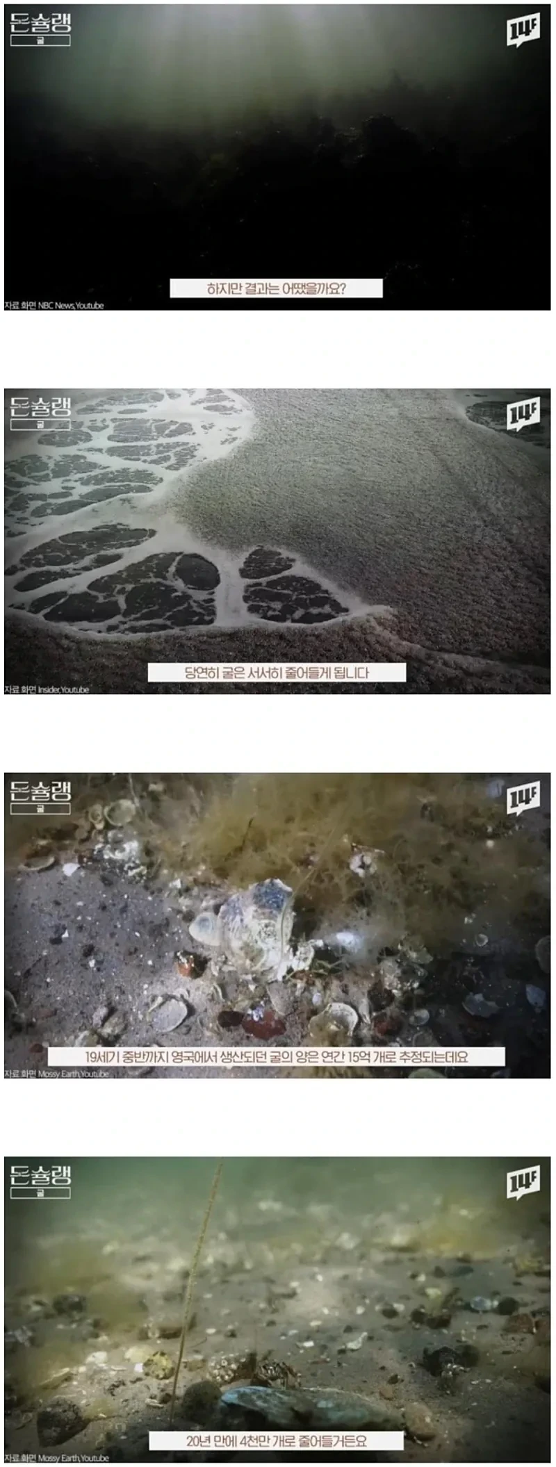 서양에서-굴-값이-비싼-진짜-이유-11-이미지