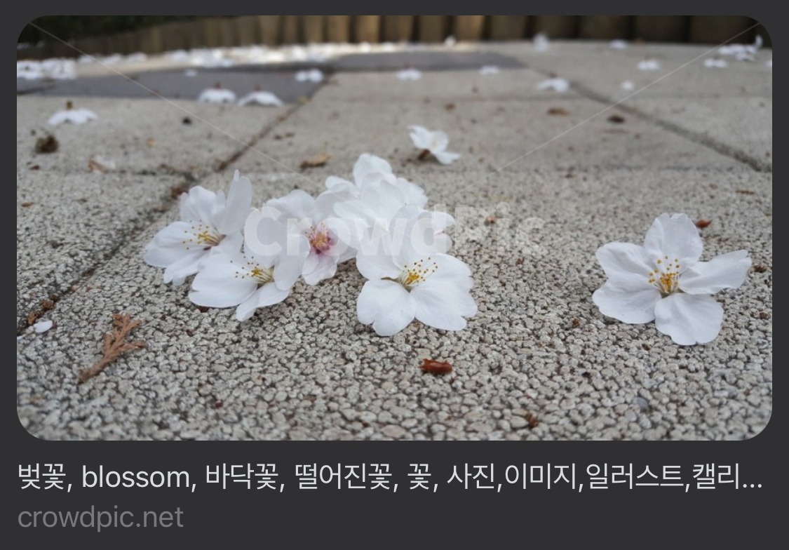 바닥에-떨어진-벚꽃의-비밀-알려줄까?-2-이미지
